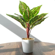 38cm Potted Artificial Calathea Veitchiane Plant
