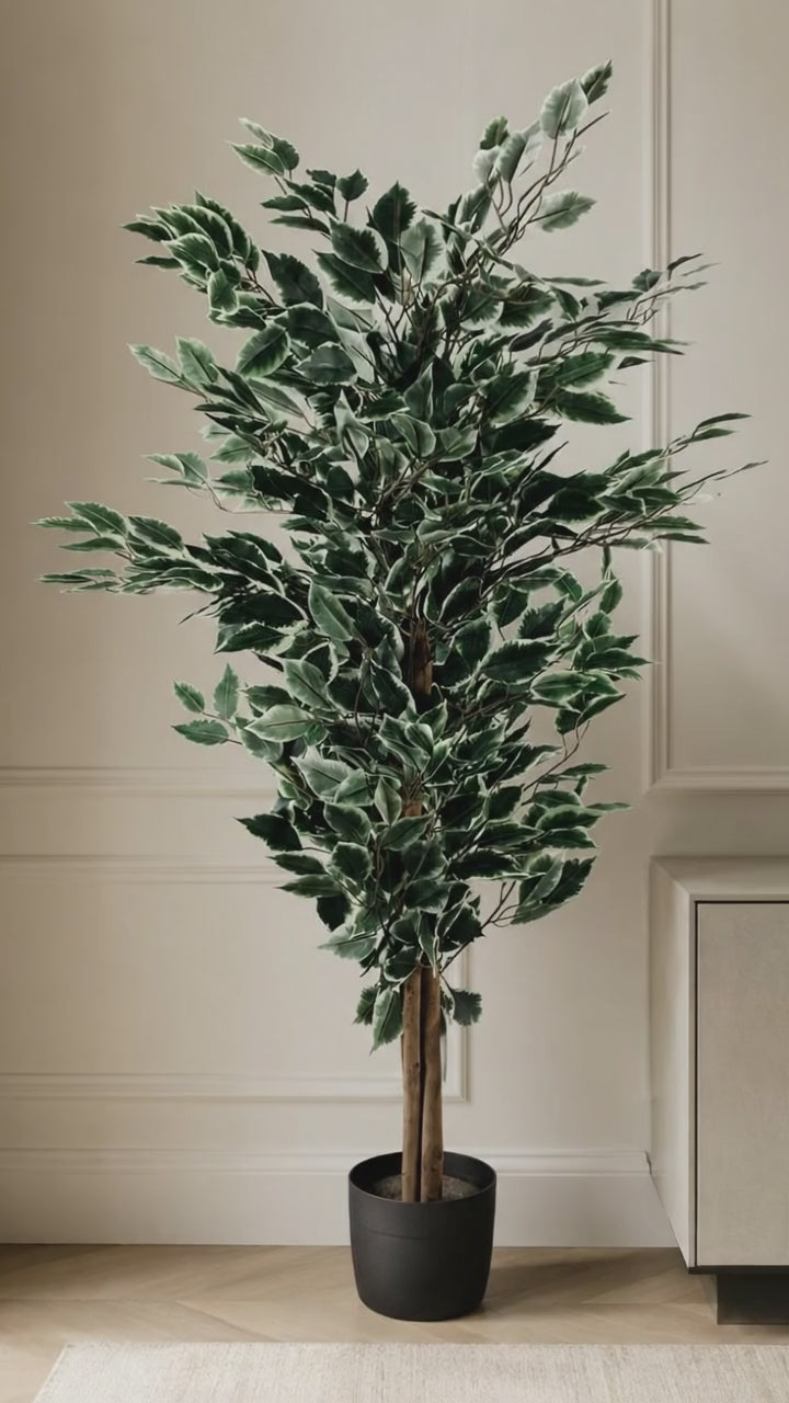 Load video: 130cm Artificial Variegated White/Green Bushy Ficus Tree