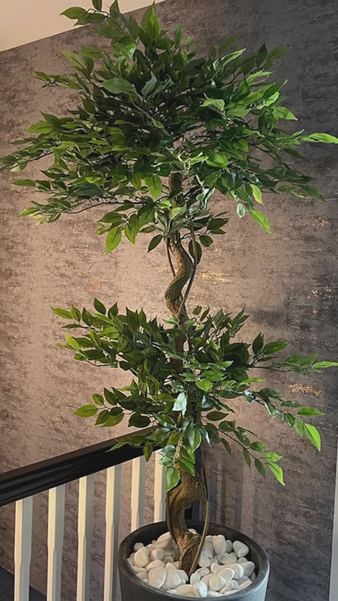 Charger la vidéo : Ficus artificiel torsadé de style japonais Fruticosa de 150 cm