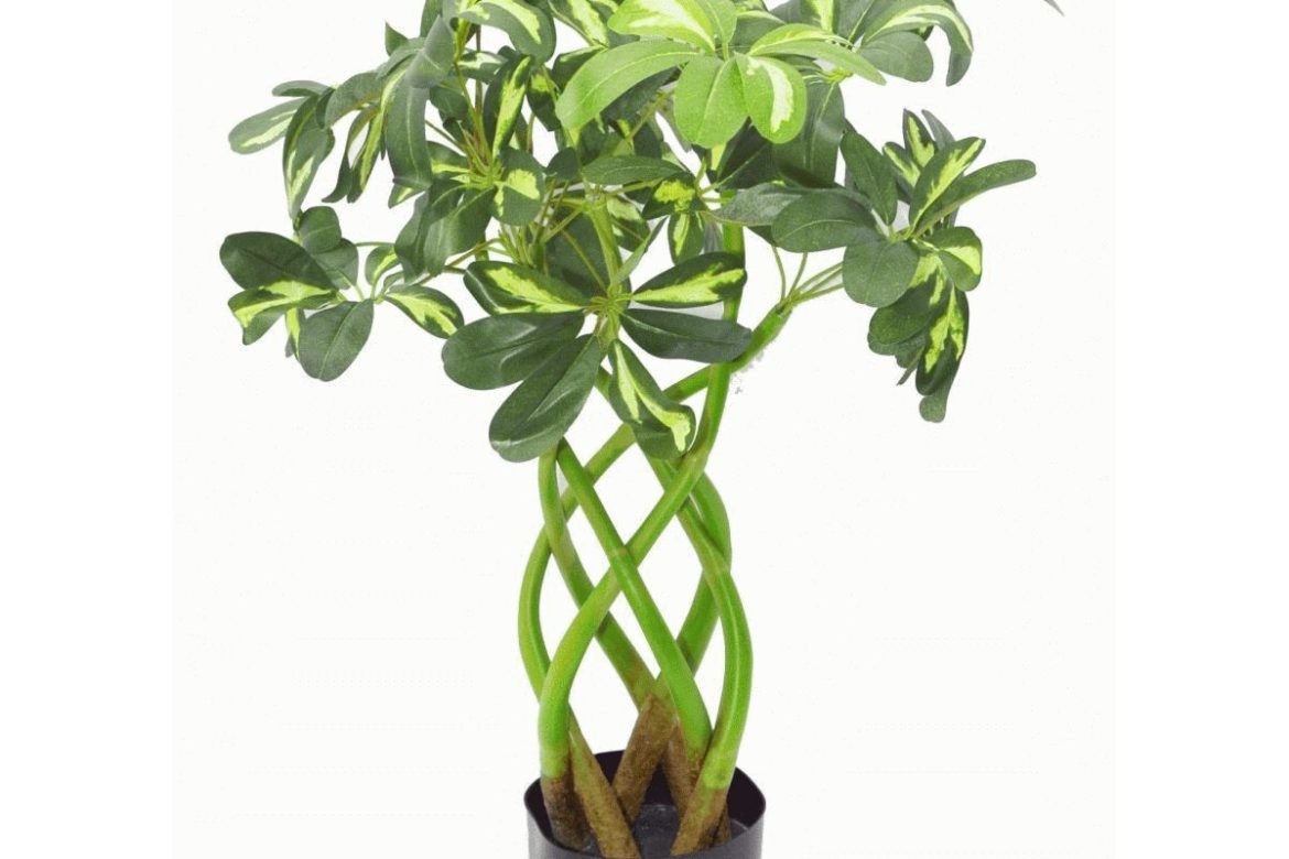 Twisted Artificial Schefflera Gold Capella