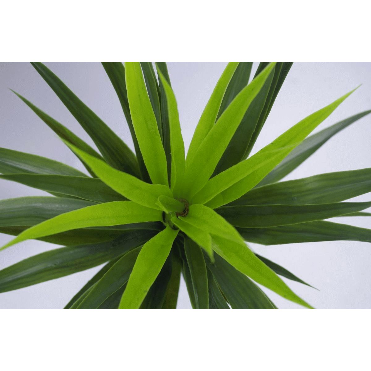 90cm (3ft) Large Realistic Yukka Plant Spiky Tree