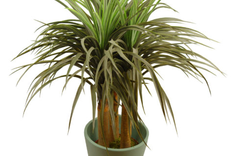Artificial Ponytail Palm