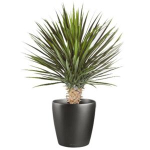 75cm Artificial Dracaena Plant