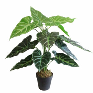 60cm (2ft) Artificial Alocasia Amazonica Polly Taro Plant