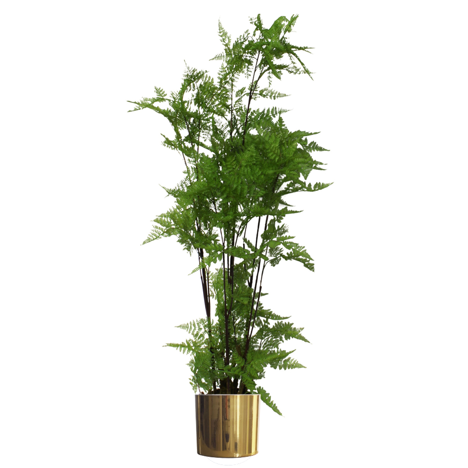 150cm Artificial Natural Extra Large Fern Foliage Plant with Gold Metal