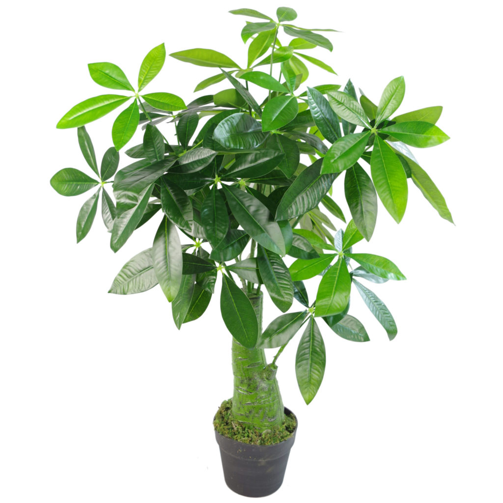 85cm Pachira Money Tree Thick Trunk