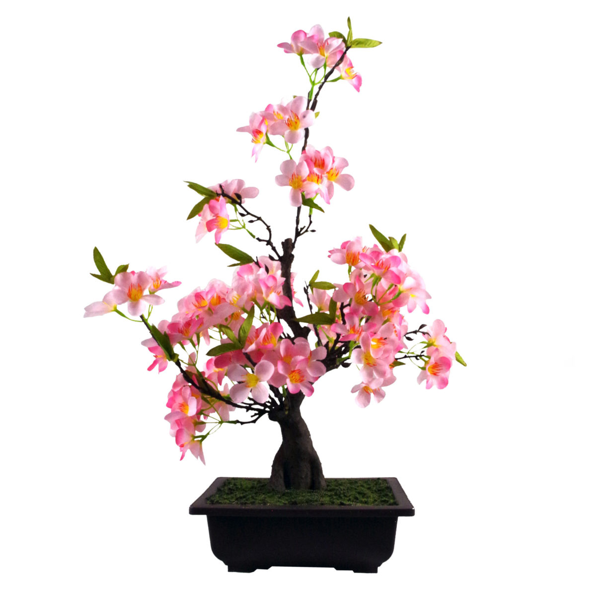 Pink Bonsai Tree Png ubicaciondepersonas.cdmx.gob.mx