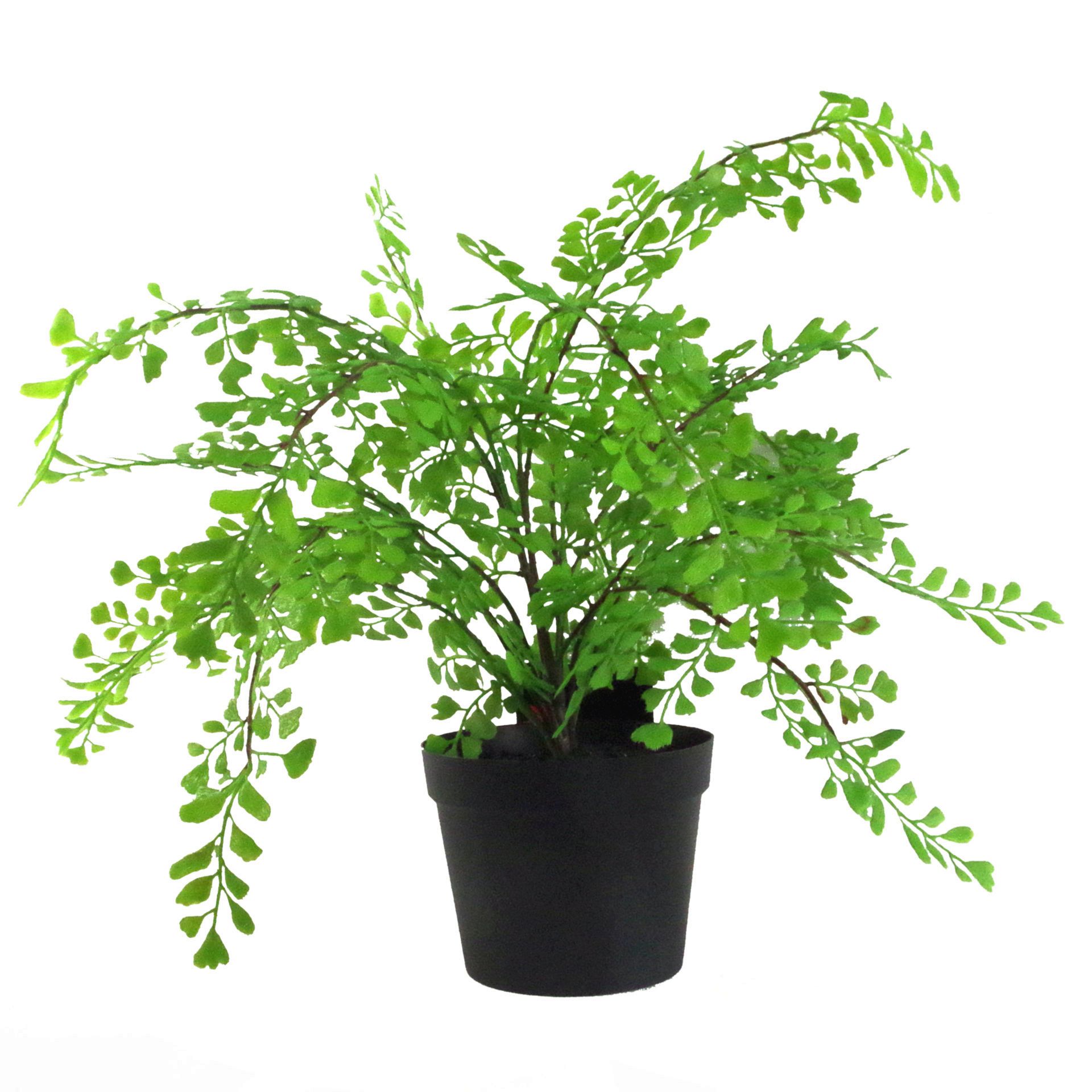 35cm Artificial Potted Fern Plant (Southern Maidenhair Fern) Leaf