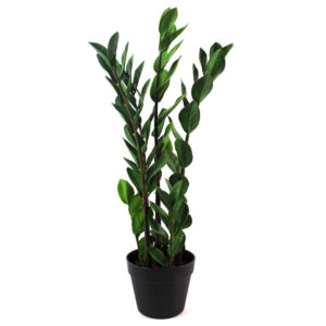75cm Artificial Zanzibar Green Gem Zamioculcas Succulent Indoor Plant