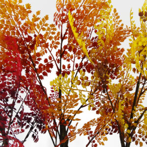 LEAF-7621-7622-7623-2