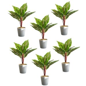Pack of 6 x 38cm Potted Calathea Veitchiane