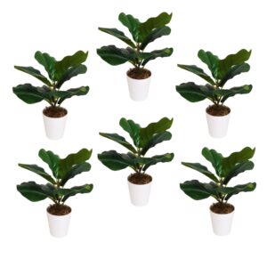 Pack of 6 x 38cm Potted Fiddle Fig Plant